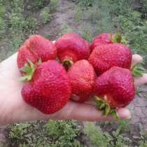 Продам саженцы клубники, в Томске