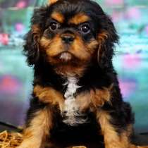 Щенки разных пород, в г.Spanga