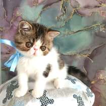 Котенок экзот продажа, в Калининграде