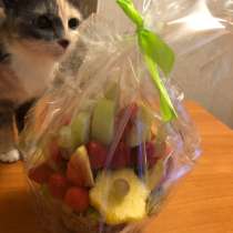 Кошка в добрые руки, в Химках