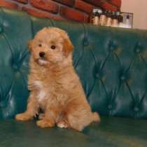 Мальтипу F - 1, в г.Бремен