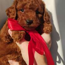 Щенки той-пуделя, в г.Минск