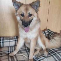 Молодая игривая рыжая девочка Лесси (11 мес.) ищет хозяев!, в Москве