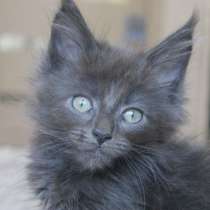 Мейн-Кун мальчик голубого окраса, в Санкт-Петербурге