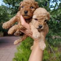 Пудель, в г.Берлин