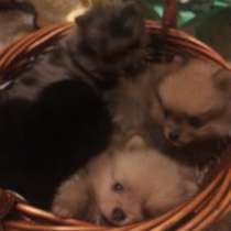 Щенки шпица миники, в Дмитрове