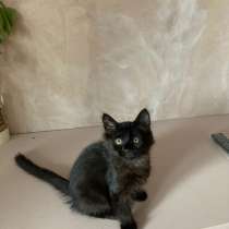 Славные котята в добрые руки, в Мытищи