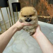 Очаровательные щенки породы шпиц мини мишка, в г.Варшава