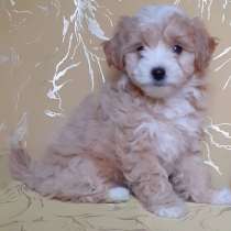 Мальтипу. Мелкий стандарт, в г.Дортмунд