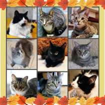 Наши кошечки ищут дом, в Москве