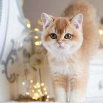 Британский котенок. Шиншилла, в Москве