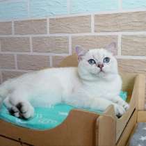 Продаю красивого кота с родословной, в г.Вроцлав