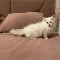 Шотландский котик, в Москве