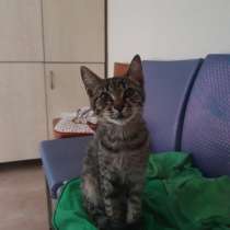Милый котёнок ищет дом. Sweet kitten is looking for a home, в г.Стамбул