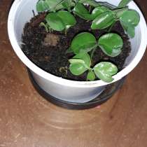 Ростки мандарина, в Саратове