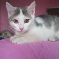 !!!Европейская гладкошёрстная!!!, в г.Усть-Каменогорск