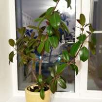 Фикус каучуконосный, в Владимире