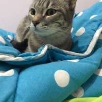 Продается кошка, в г.Тбилиси