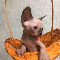 Канадский сфинкс с документами WCF, в Хабаровске