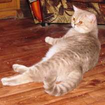 Лиловые бриташки, в Крымске