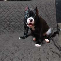 Щенки Американского Булли в типе покет, в г.Костанай