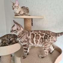 Bengali boy, в г.Сан-Бернардо-ду-Кампу