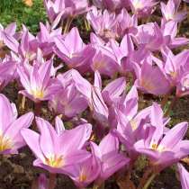 Безвременник великолепный. Луковицы с доставкой по России, в Томске