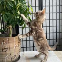 Снежный Бенгальский мальчик мраморный, в г.Герен