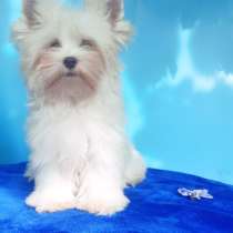 Йоркширский терьер. White. Мини, в г.Бремен