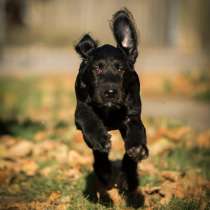 Лабрадудль, в г.Белград