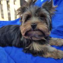 Yorkshire Terrier. Mini, в г.Albbruck