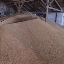 Ячмень, пшеница, семена подсолнечника, в г.Павлодар