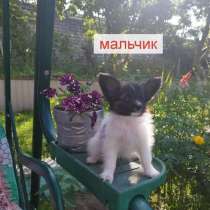 Щенки Папильон, в г.Могилёв