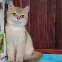 Британский короткошерстный котёнок, в Москве