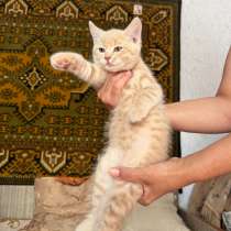 Отдам котёнка в хорошие руки, в Сызрани