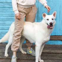 Белый медведь Мишка, изумительный домашний пес в добрые руки, в Москве