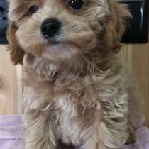 Мальтипу F - 1, в г.Гамбург