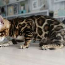 Бенгальские котята. Бенгалы, в г.Минск