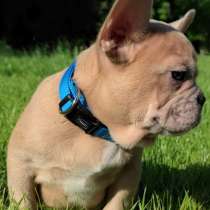 Французский бульдог. Fawn merle. Fluffy, в г.Берлин