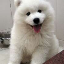 Продажа щенка Японского шпица, в г.Тбилиси