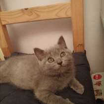 Британский котенок, в г.Ришон-ле-Цион
