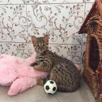 Азиатский котенок Северный подвид бенгалов, в Москве