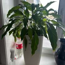 Цветок и самополивающее кашпо большое, в Южно-Сахалинске