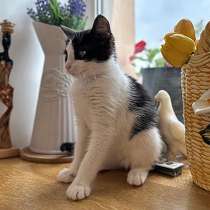 Милейшая домашняя девочка, котенок Карамелька в добрые руки, в Санкт-Петербурге