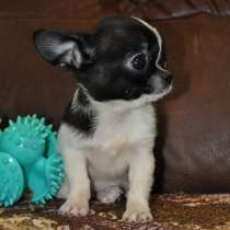 Чихуахуа. Микро мини. Кобби, в г.Берлин