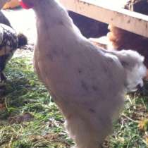 Продажа петухов, в Вологде