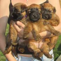 Щеночки ирландского пшеничного терьера, в Москве