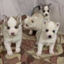 Продам щенки хаски, в г.Buchrain