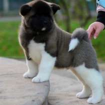 Щенки Американской Акиты, в г.Караганда