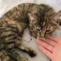 Кошка, в Рубцовске